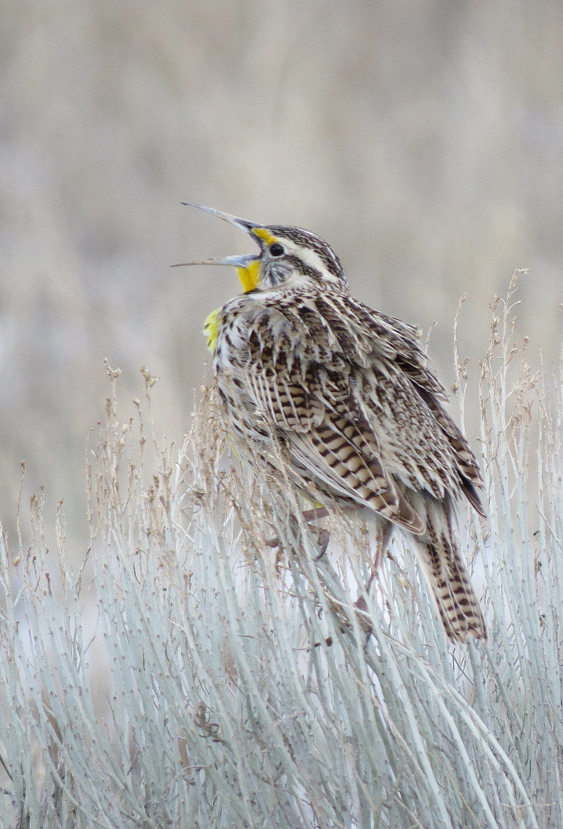 western meadowlark.jpg